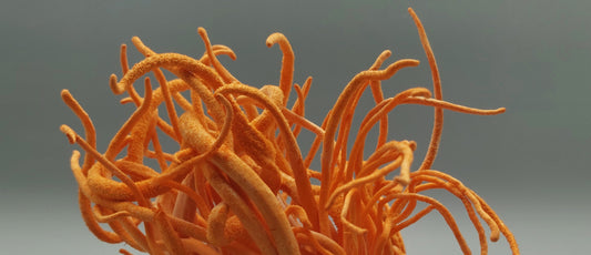 glavatec, cordyceps, impotenca, afrodizijak, zdravilne gobe, medicinske gobe, imunski sistem, energija, kordicepin, rak, rakava obolenja, energija, poživitev, šport, kondicija
