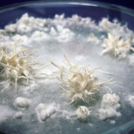 Delavnica gojenja micelija - Gobnjak