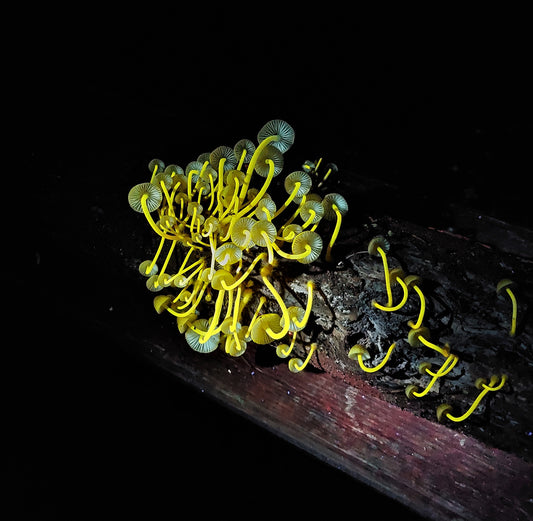 Nočni UV pohod na Rožnik - Gobnjak