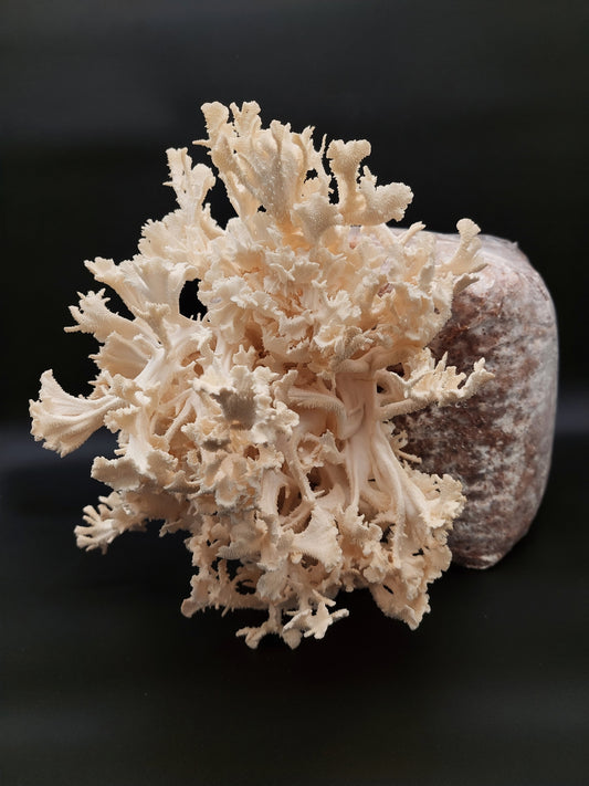 Komplet za gojenje - koralasti bradovec - Gobnjak