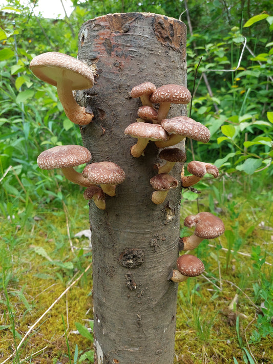 Gobji hlod - Gobnjak