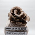 Komplet za gojenje gob - Bukov ostrigar - pleurotus ostreatus - Gobnjak