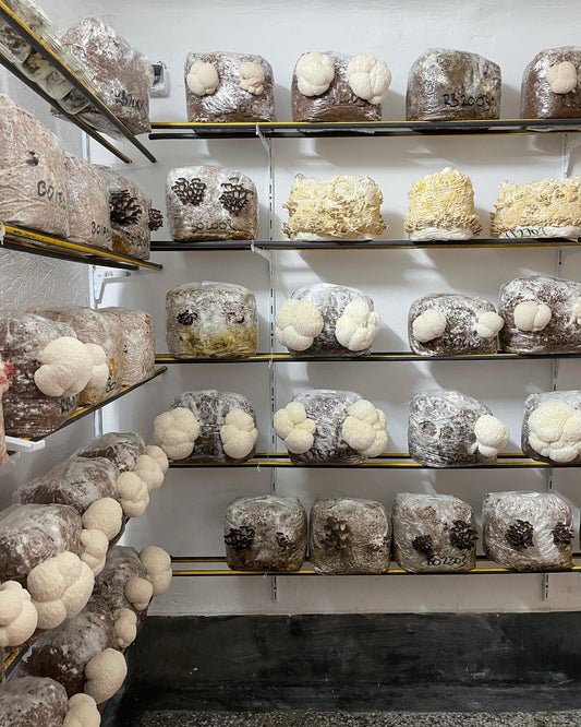 Delavnica urbanega gobarjenja - Gobnjak