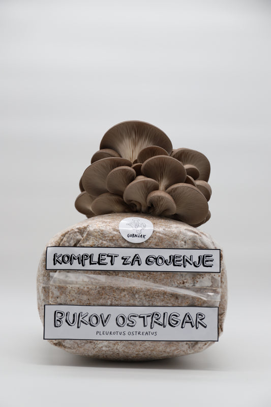 Komplet za gojenje gob - Bukov ostrigar - pleurotus ostreatus - Gobnjak