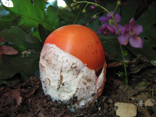 Mikozofija #2 - Cozy cocooning