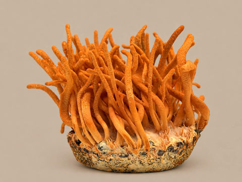 Glavatci (Cordyceps)