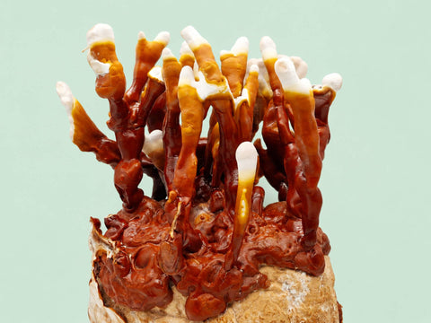 Reishi