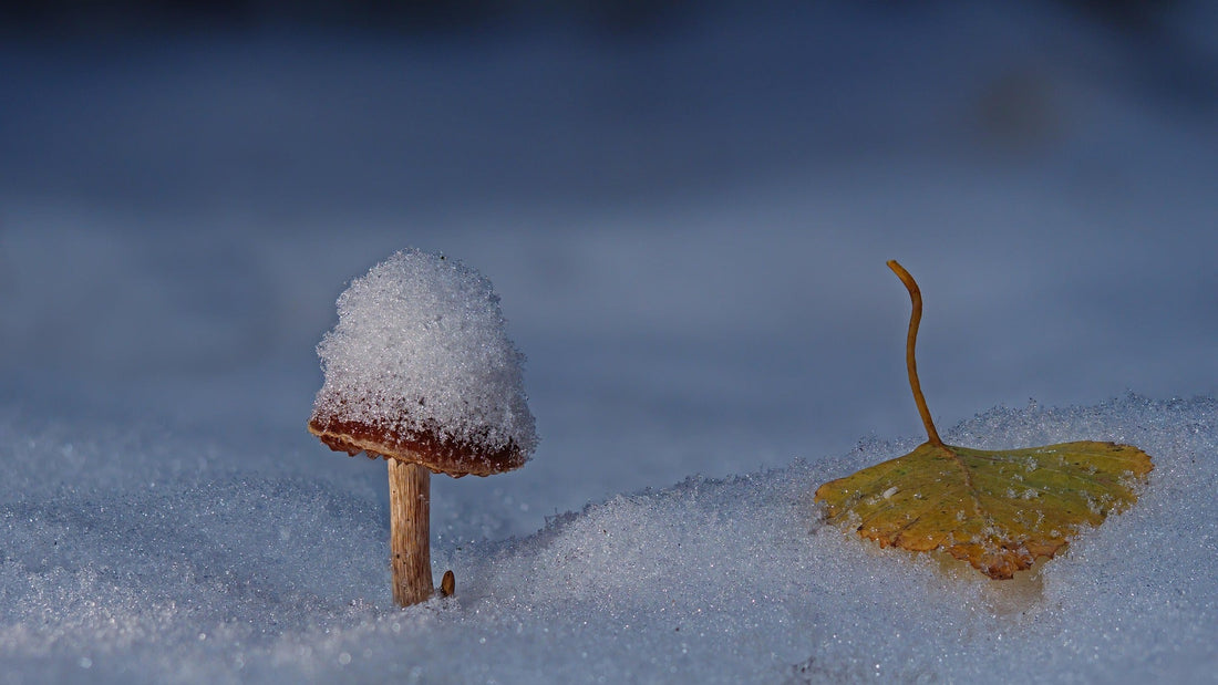 Mikozofija #5 - Tabula Rasa