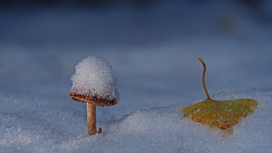 Mikozofija #5 - Tabula Rasa