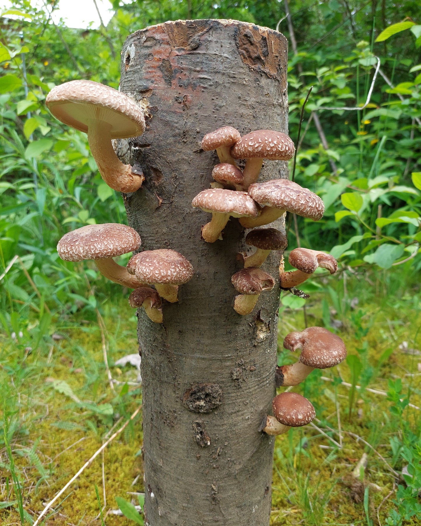 Micelij na lesnih čepkih - gojenje gob - bukov ostrigar - šitake - resasti bradovec - lion's mane - svetlikava pološčenka - reishi - ganoderma lucidum - Gobnjak