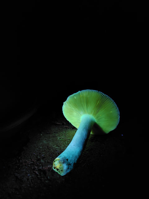 Skrivnostni svet biolumniscence