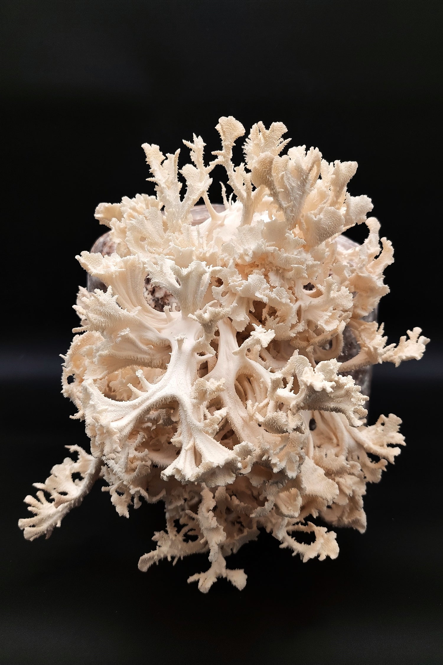 Komplet za gojenje - koralasti bradovec - Gobnjak