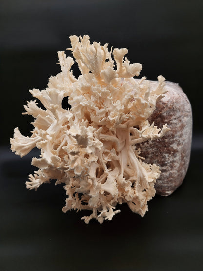 Komplet za gojenje - koralasti bradovec - Gobnjak