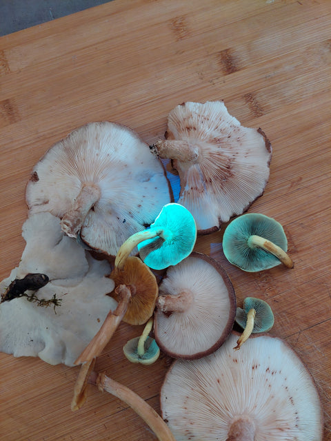 Skrivnostni svet biolumniscence