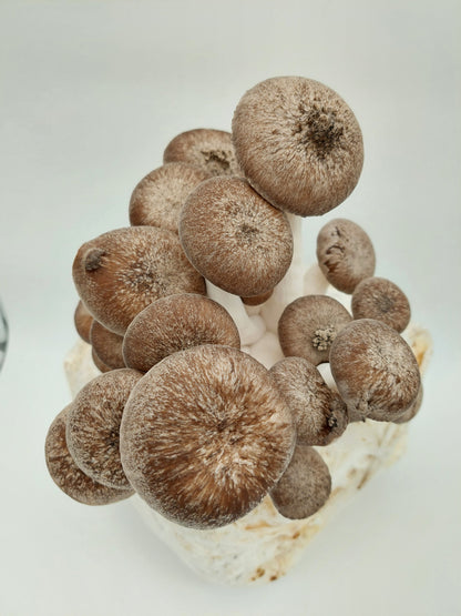 Komplet za gojenje - ostrigar "črni biser" - Gobnjak