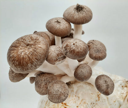 Komplet za gojenje - ostrigar "črni biser" - Gobnjak