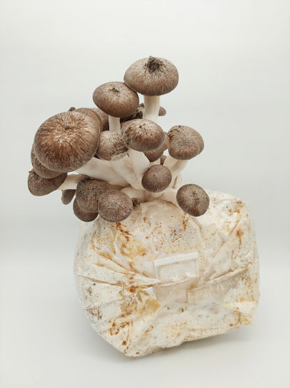 Komplet za gojenje - ostrigar "črni biser" - Gobnjak