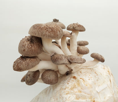 Komplet za gojenje - ostrigar "črni biser" - Gobnjak