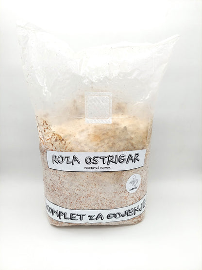 roza ostrigar, ostrigar, ostrigarji, pleurotus djamor, kompleti za gojenje gob, gojenje gob