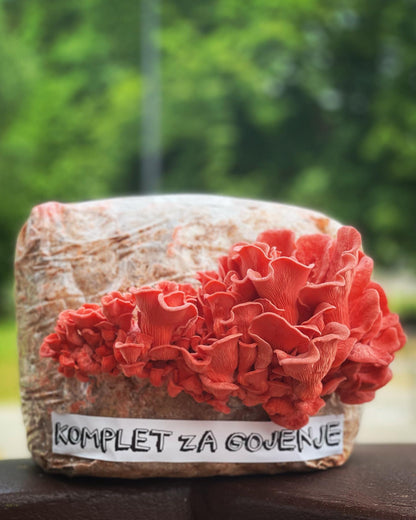 roza ostrigar, ostrigar, ostrigarji, pleurotus djamor, kompleti za gojenje gob, gojenje gob