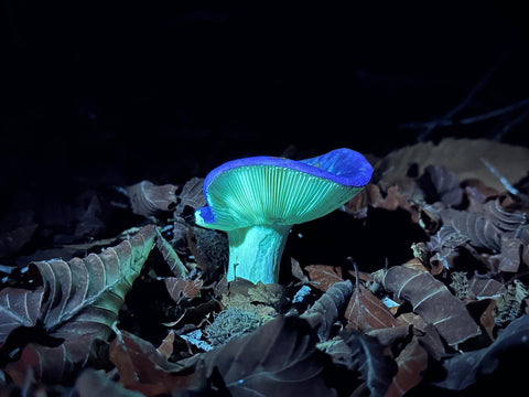 Skrivnostni svet biolumniscence