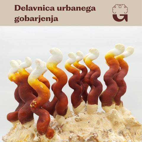 Delavnica urbanega gobarjenja