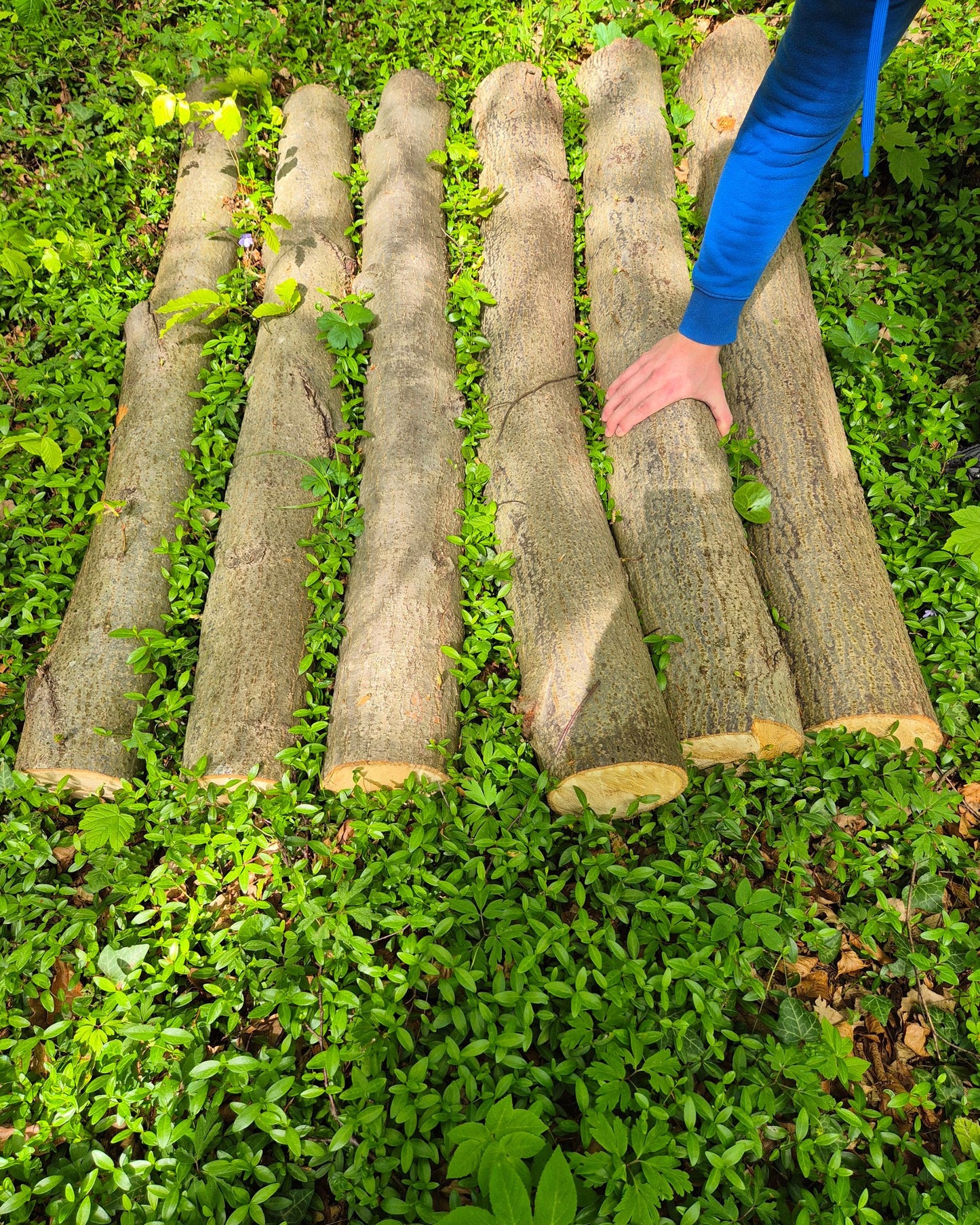 Micelij na lesnih čepkih - Gobnjak