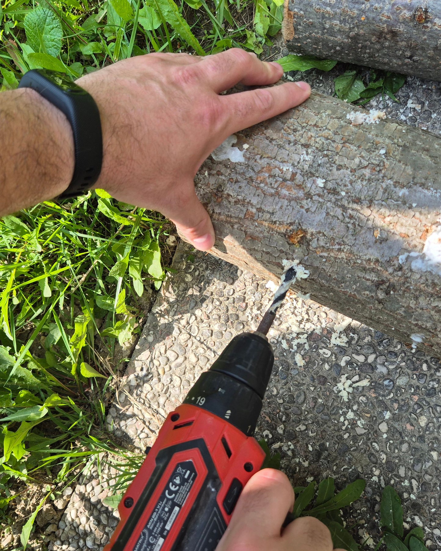 Micelij na lesnih čepkih - Gobnjak