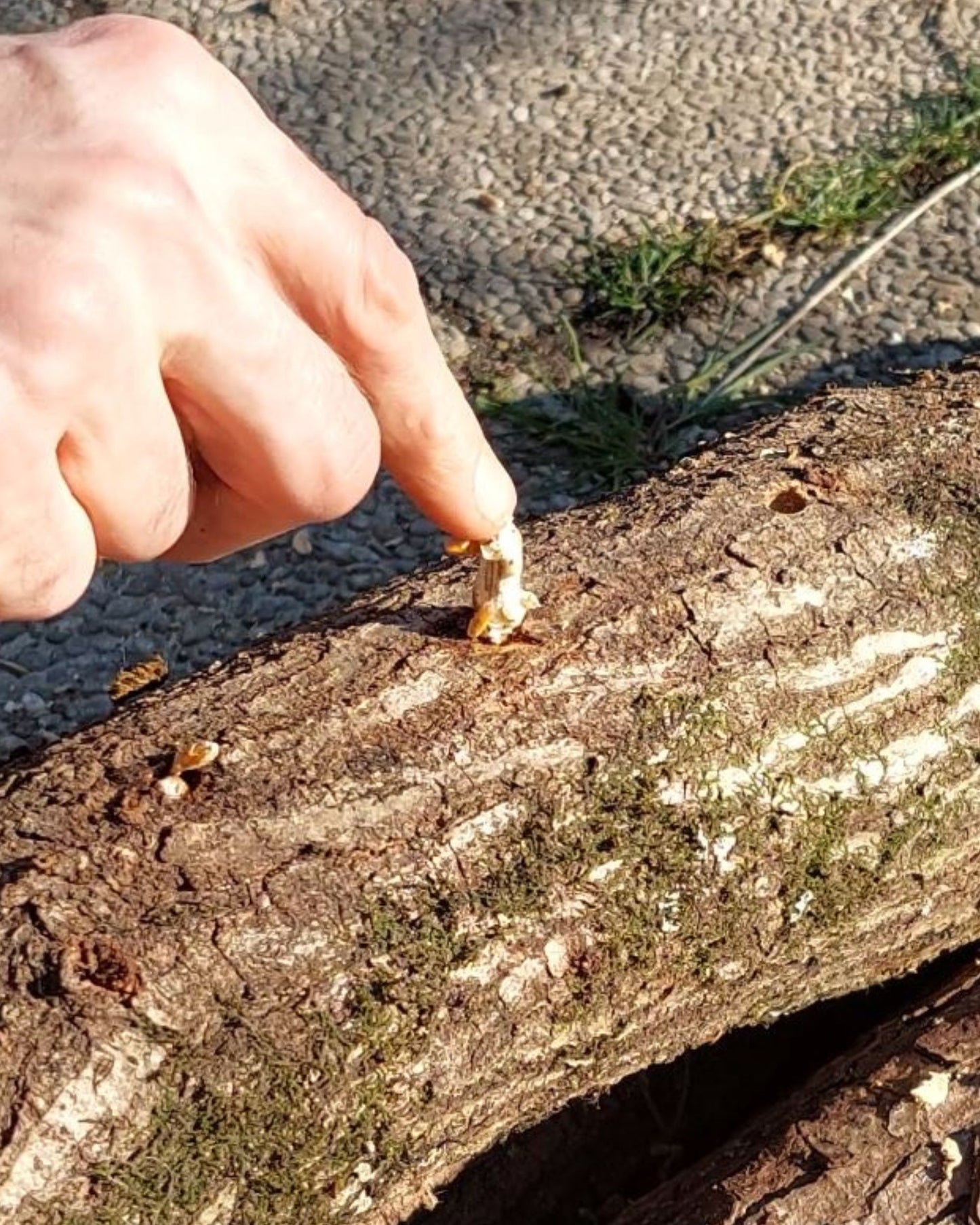 Micelij na lesnih čepkih - Gobnjak