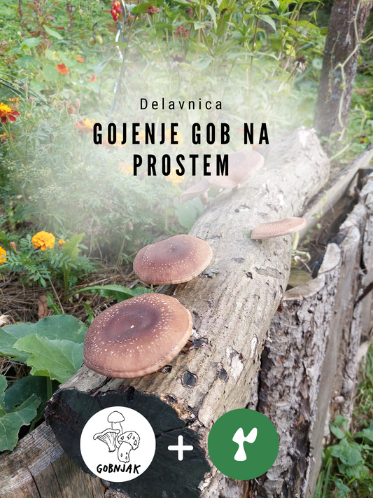 Gojenje gob na prostem - 21. 9. - Gobnjak