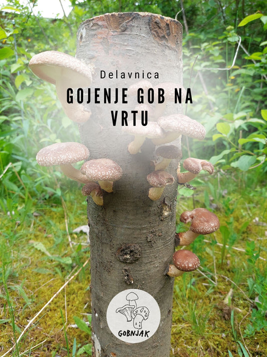 Gojenje gob na vrtu - 29. 9.