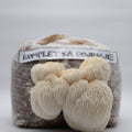 Komplet za gojenje - Resasti bradovec - Hericium erinaceus - gojenje gob - lion's mane - Gobnjak