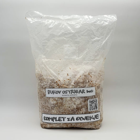 komplet za gojenje, beli bukov ostrigar, gojenje gob, mushroom cultuivation, oyster mushrooms, white oyster, statini, samooskrba