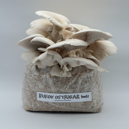 komplet za gojenje, beli bukov ostrigar, gojenje gob, mushroom cultuivation, oyster mushrooms, white oyster, statini, samooskrba