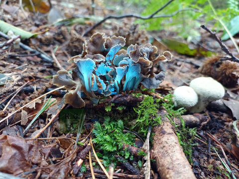 Skrivnostni svet biolumniscence