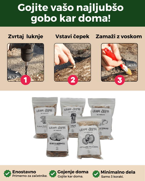 Micelij na lesnih čepkih - Gobnjak