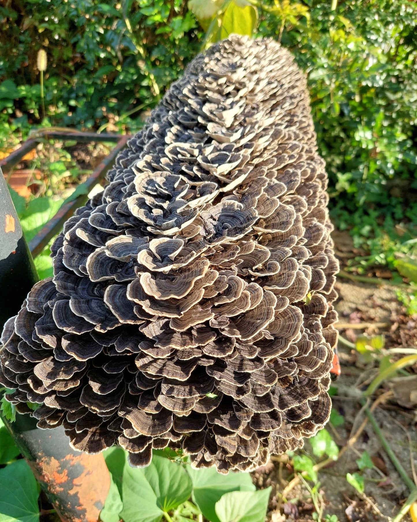 Micelij na lesnih čepkih - Gobnjak