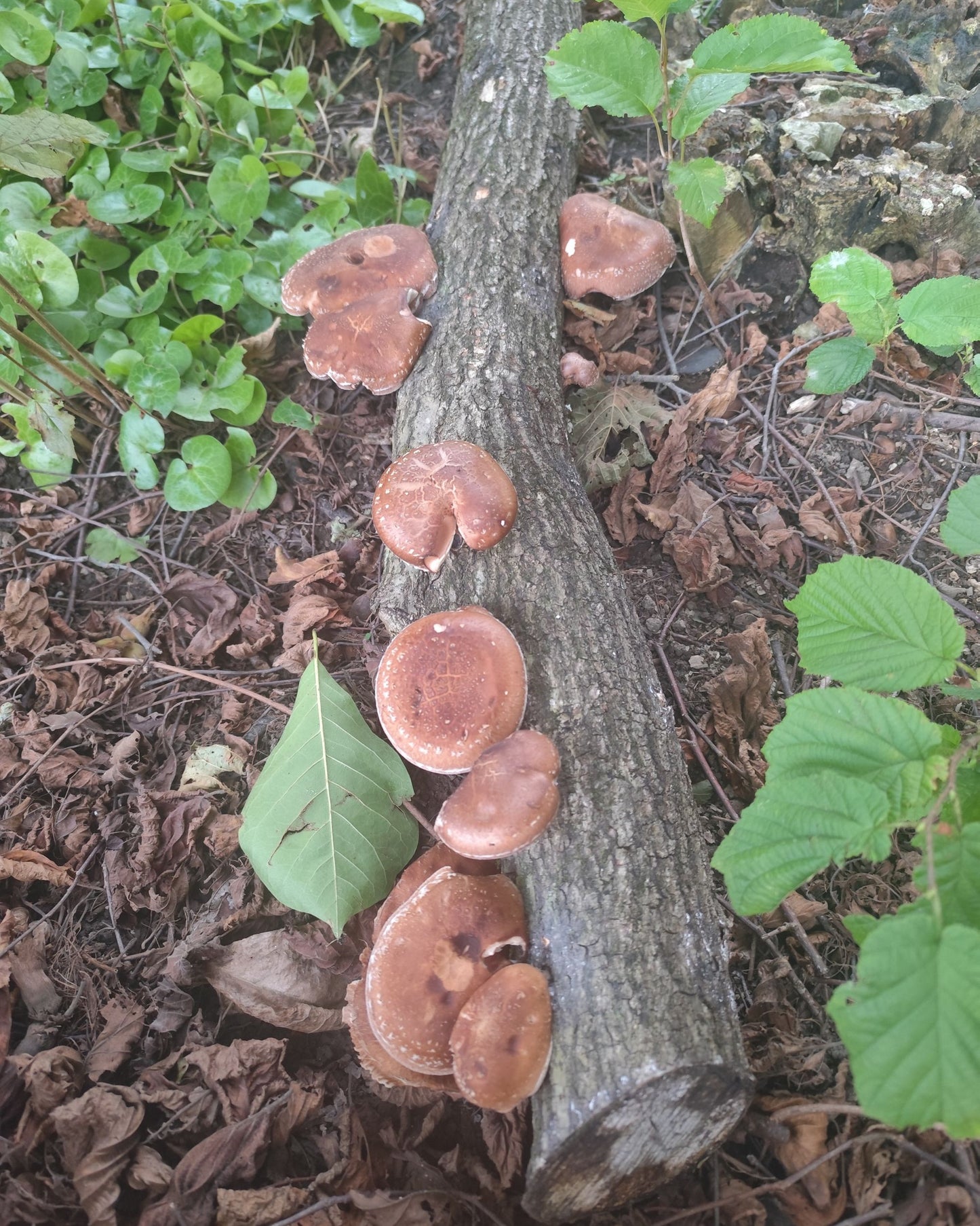 Micelij na lesnih čepkih - Gobnjak