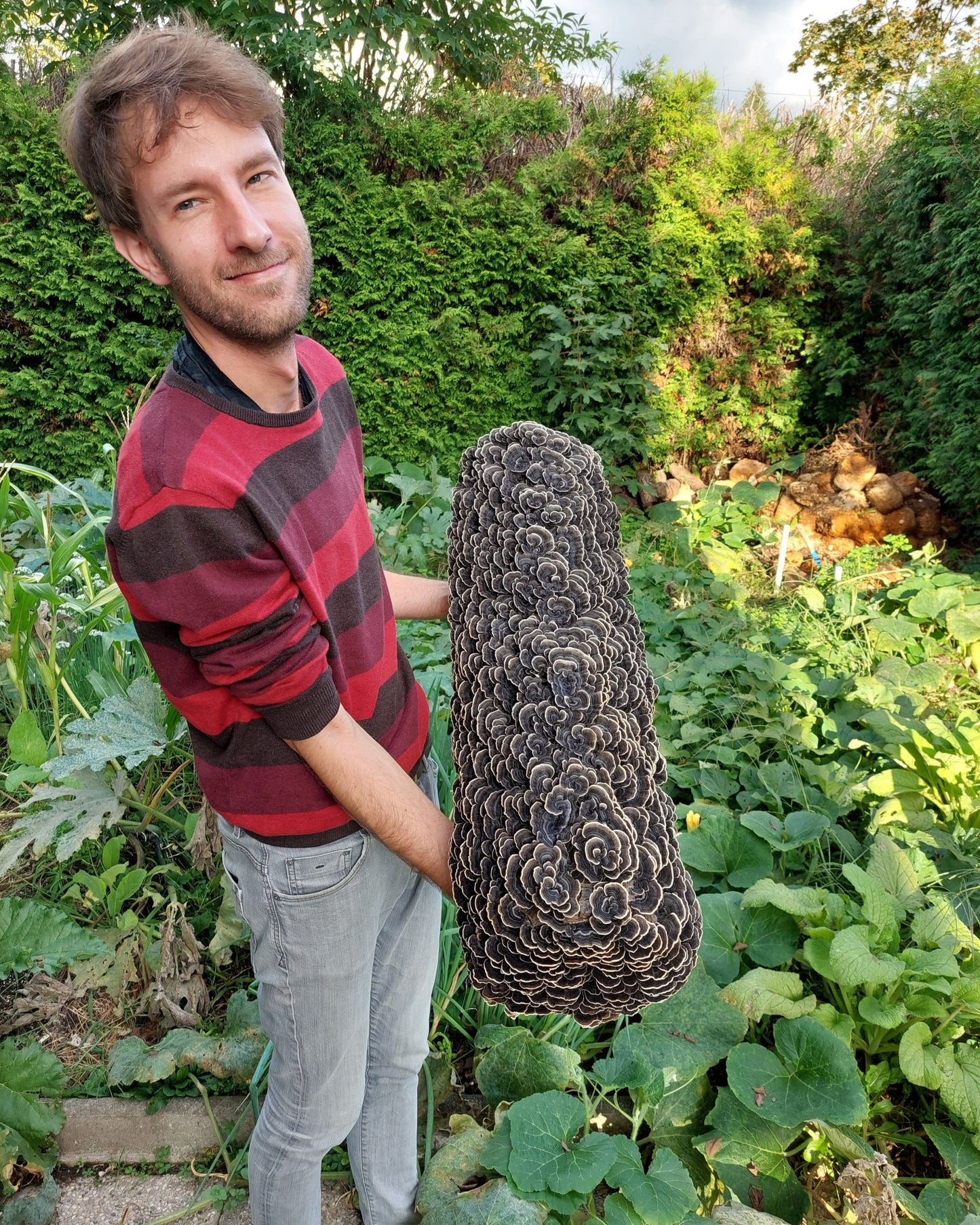 Micelij na lesnih čepkih - Gobnjak