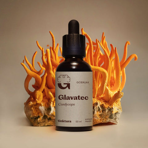 Glavatec (Cordyceps) - izvleček