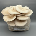komplet za gojenje, beli bukov ostrigar, gojenje gob, mushroom cultuivation, oyster mushrooms, white oyster, statini, samooskrba