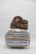 Komplet za gojenje gob - Bukov ostrigar - pleurotus ostreatus - Gobnjak