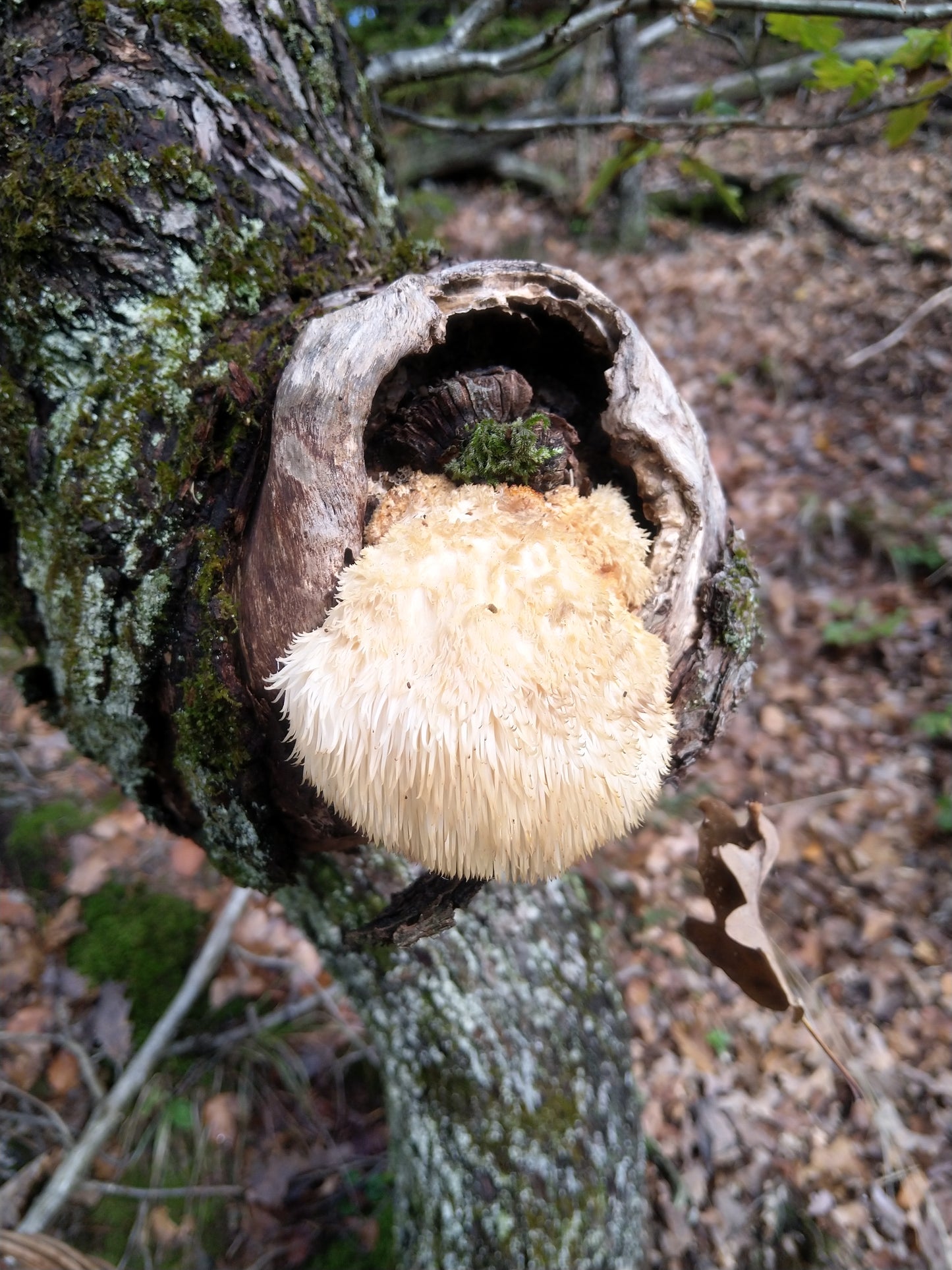 Gojenje gob na vrtu - 11. april