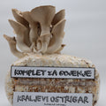 Komplet za gojenje - Kraljevi ostrigar - Gobnjak