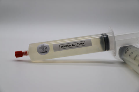 Micelij v tekočem gojišču - tekoča kultura - Gobnjak