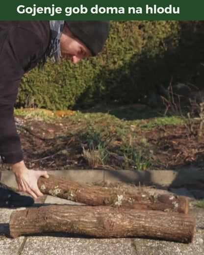 Micelij na lesnih čepkih