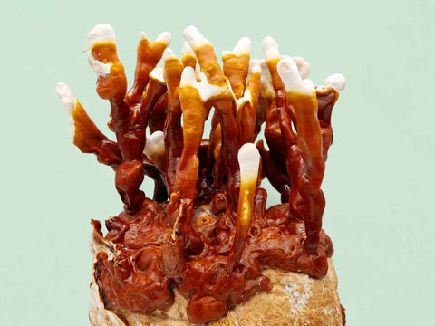 Reishi