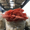 roza ostrigar, ostrigar, ostrigarji, pleurotus djamor, kompleti za gojenje gob, gojenje gob