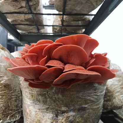 roza ostrigar, ostrigar, ostrigarji, pleurotus djamor, kompleti za gojenje gob, gojenje gob