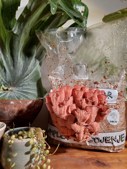 roza ostrigar, ostrigar, ostrigarji, pleurotus djamor, kompleti za gojenje gob, gojenje gob